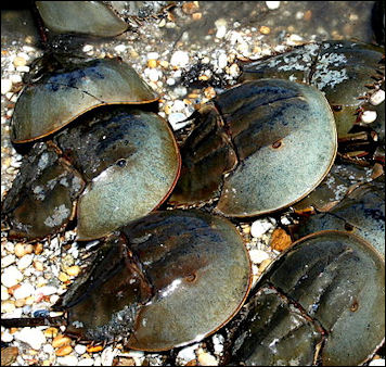 20120519-crabs Horseshoe_Crabs_mating.jpg